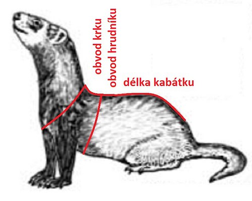 Kabátek pro fretku — foto 3