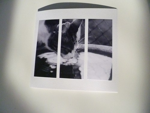 Tiše, je plachá. / pohlednice — foto 3