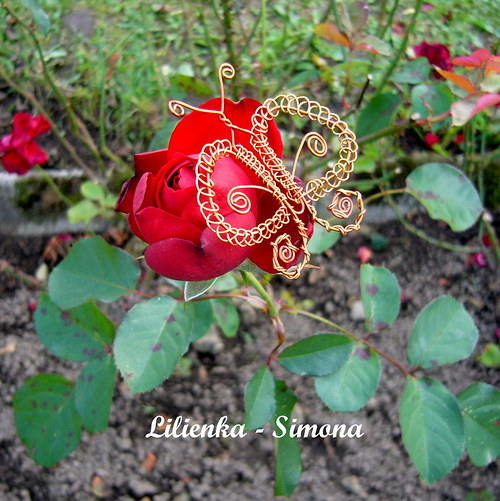 Měděná křídla motýlí — foto 5