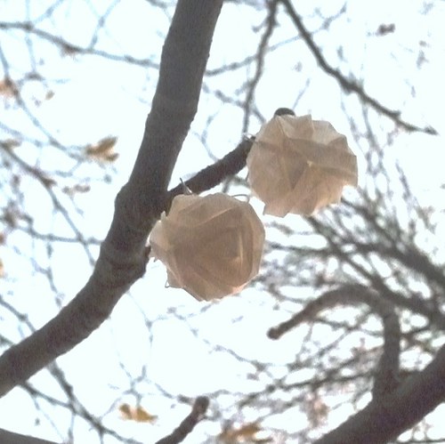 První sníh — foto 4