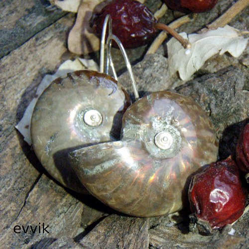 Amonité z Madagaskaru — foto 2
