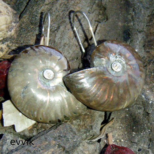 Amonité z Madagaskaru — foto 3