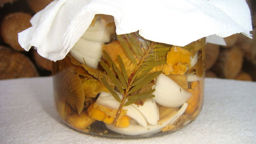 Lišky s liškami — foto 2