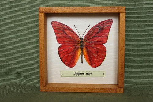 Appias nero — foto 2