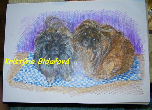 Pekinézci na přání — foto 2