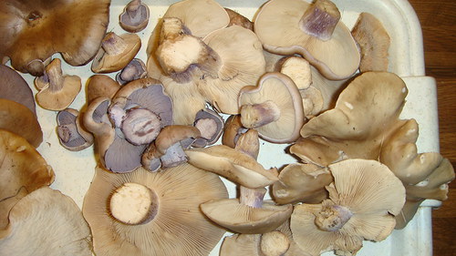 Čirůvky s čirůvkami. — foto 3