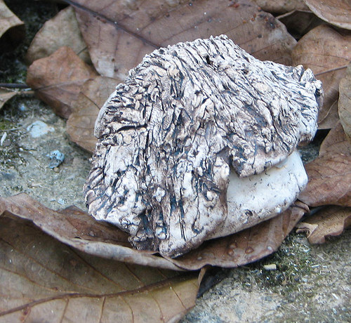 Zpívající Kámen — foto 2