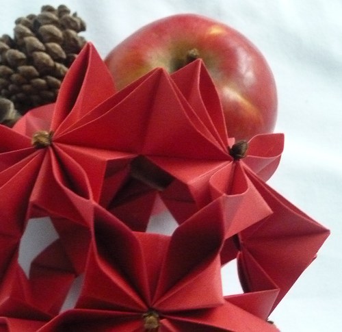 Poinsettia — foto 2
