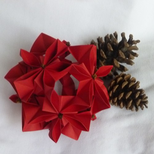 Poinsettia — foto 3