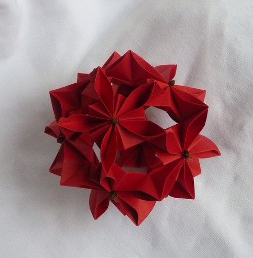 Poinsettia — foto 4