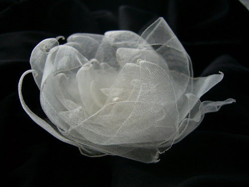 Lily — foto 3