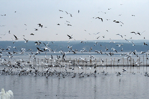 Slet racků — foto 2