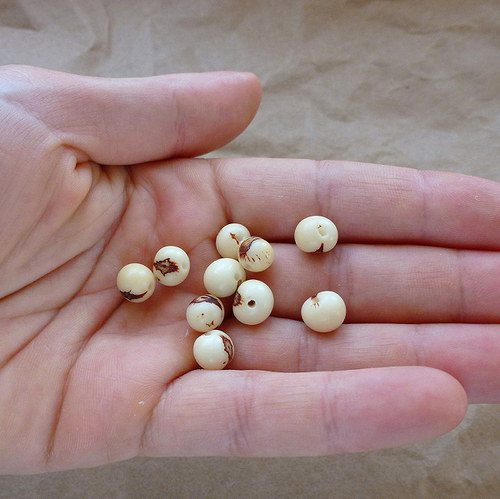 Euterpe precatoria 10 ks — foto 3