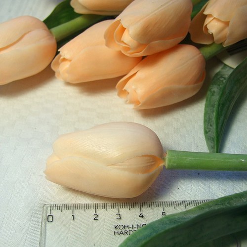 Tulipán lososový — foto 2