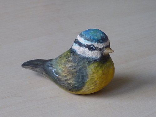 Sýkorka modřinka — foto 4