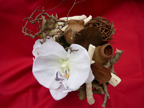 Orchidea v sušině — foto 2