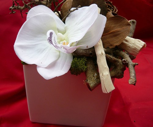 Orchidea v sušině — foto 3