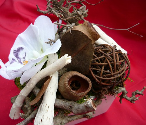 Orchidea v sušině — foto 4