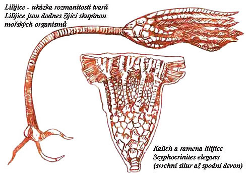 Prvohorní crinoidy — foto 3