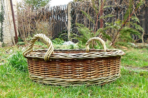 Ošatka celoproutěná — foto 2