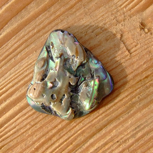 Paua mušle — foto 2