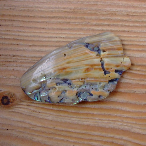 Paua mušle — foto 2
