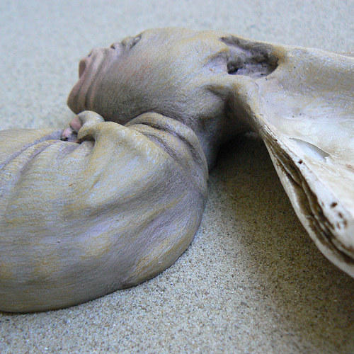 Rypoun veleuchý — foto 3