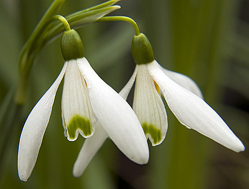 Snowdrop — foto 3