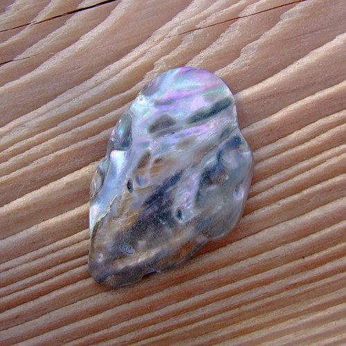 Paua mušle — foto 2