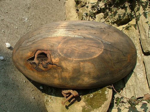 Velká ebenová — foto 2