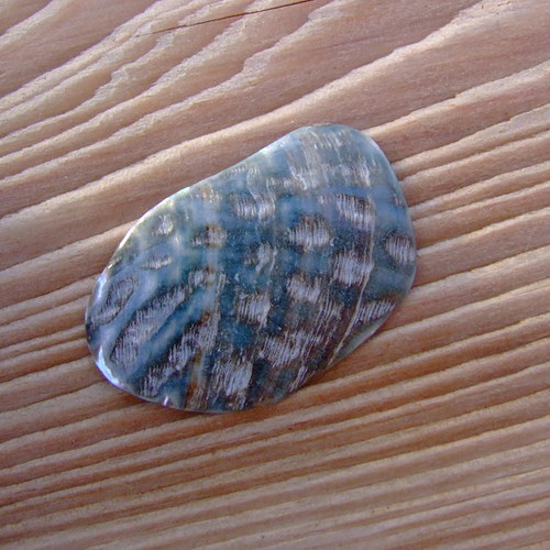 Paua mušle — foto 2