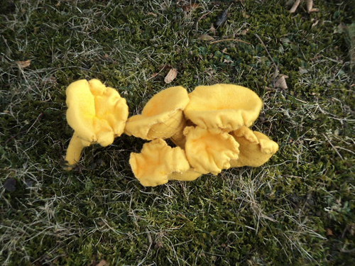 Liška obecná — foto 2