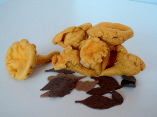 Liška obecná — foto 3