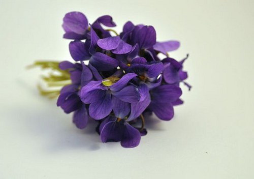 Violets — foto 5