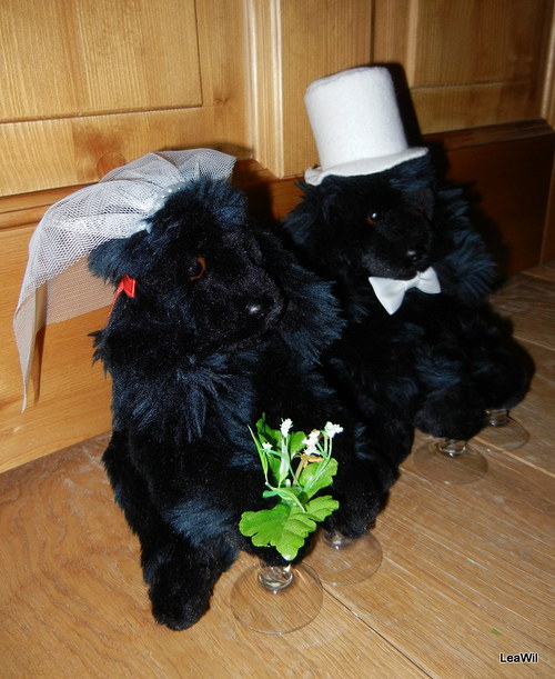 Svatební pudlíci — foto 3