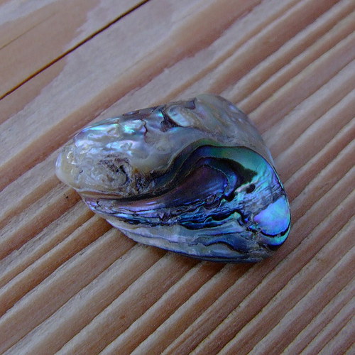 Paua mušle — foto 2