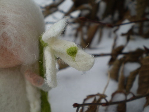 Sněženka sněžná — foto 2