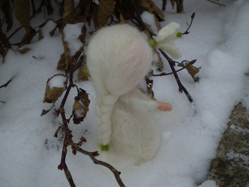 Sněženka sněžná — foto 3