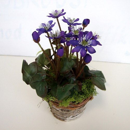 Jaterník podléška — foto 2