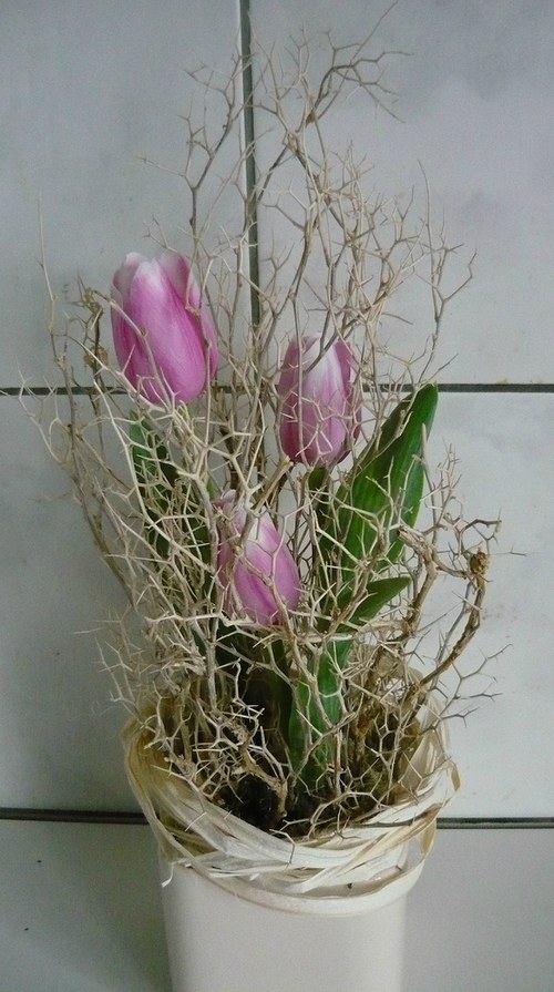 Tulipány v trní — foto 2