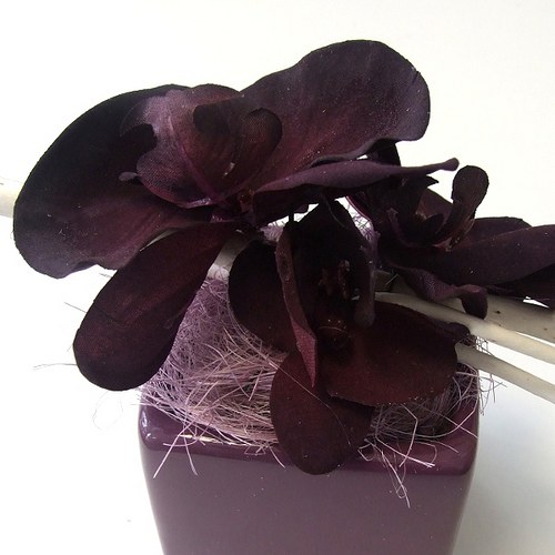 Černá orchidej v krychli — foto 2