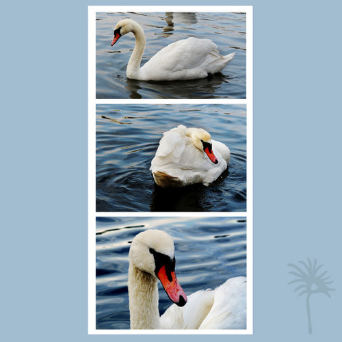 Labutí trio (triptych, 30 x 40) — foto 4