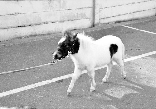 " Hříbátko minihorse " — foto 2