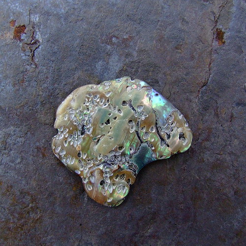 Paua mušle — foto 2