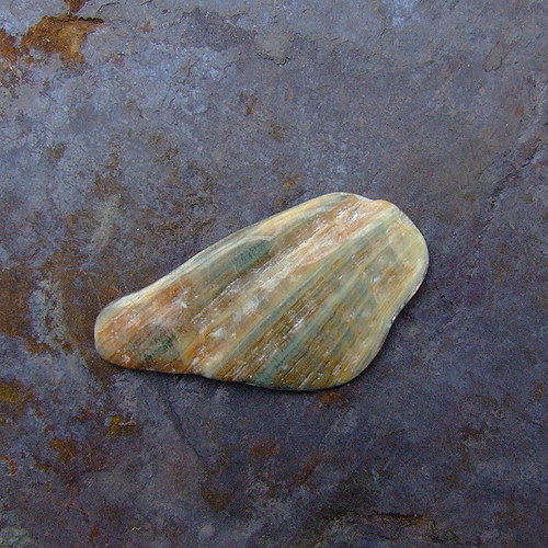 Paua mušle — foto 2