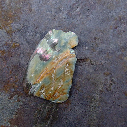 Paua mušle — foto 2