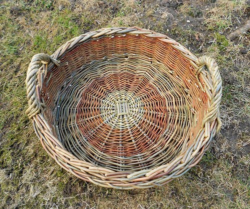 Ošatka nízká — foto 2