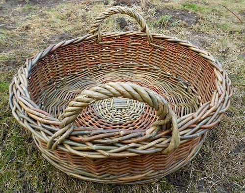 Ošatka nízká — foto 3