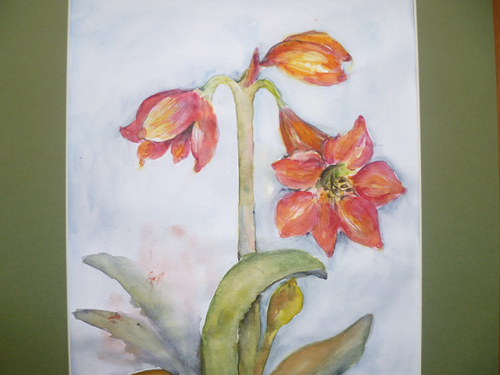 Amarylis — foto 3