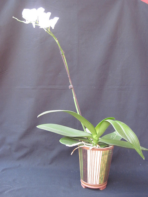 Květináč "ORCHIDEA" — foto 4